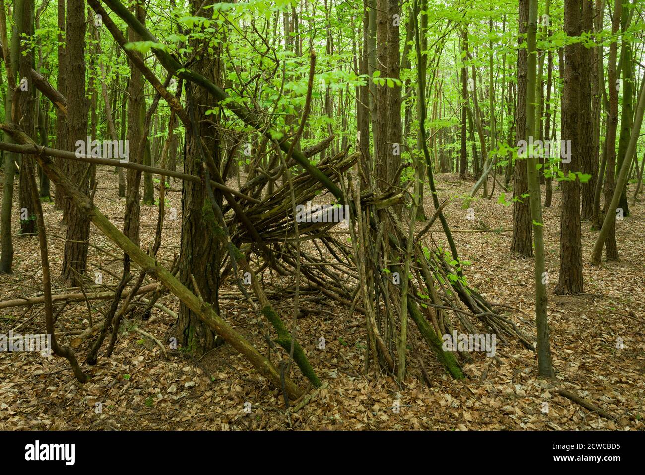 Un abri de fortune ou un coin-détente fait à partir de branches dans une forêt à feuilles larges au printemps à Goblin Combe, dans le nord du Somerset, en Angleterre. Banque D'Images