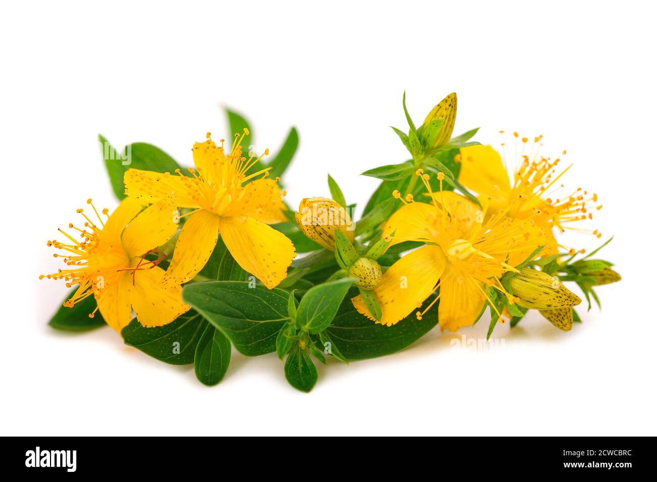 Perforer des fleurs de millepertuis isolées sur fond blanc Banque D'Images