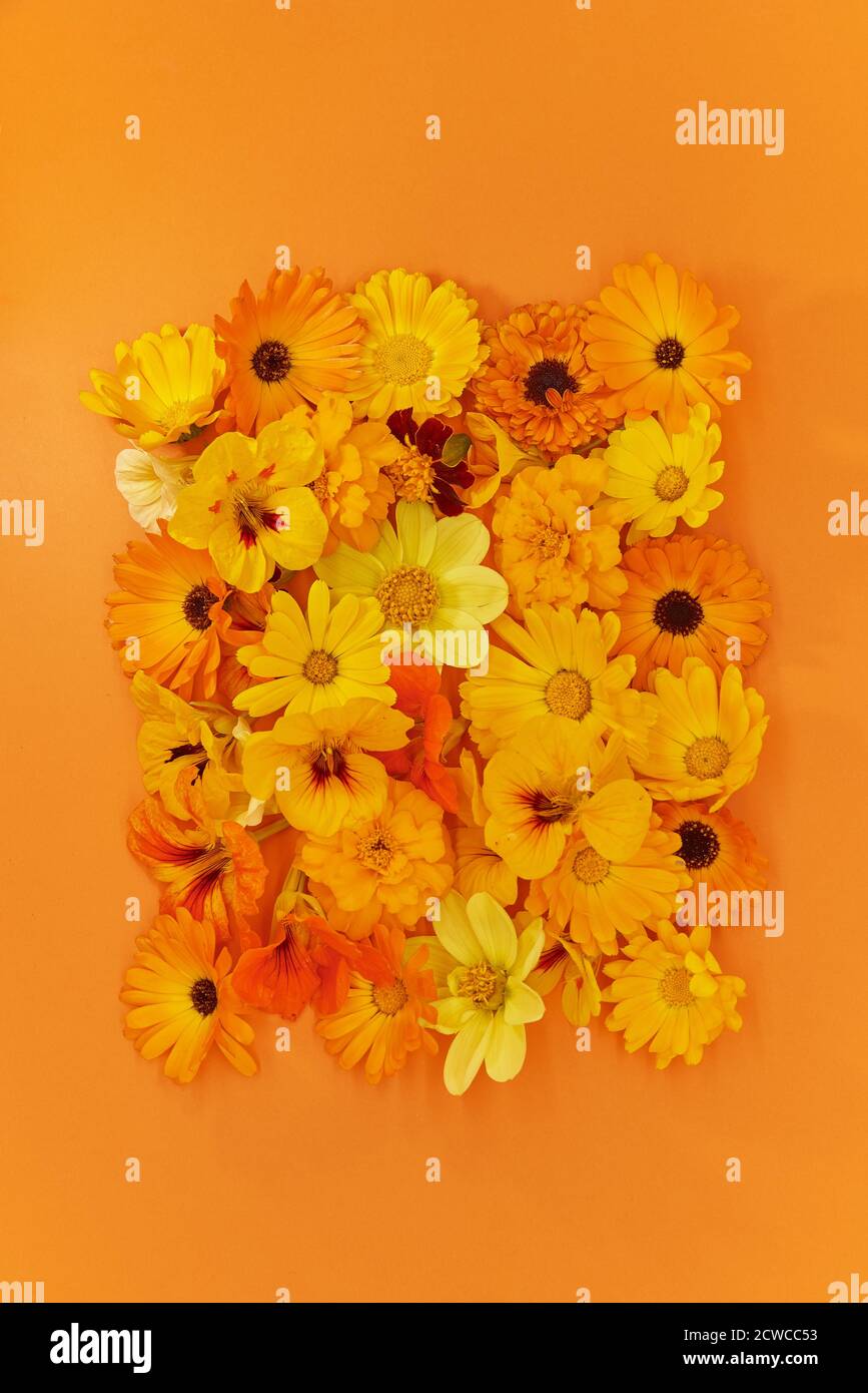 Fleurs orange et jaune sur fond orange. Banque D'Images