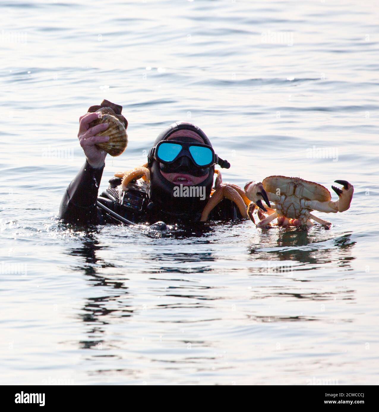 Récolte de fruits de mer, Islay, Écosse Banque D'Images