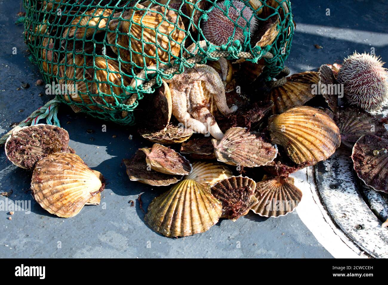 Récolte de fruits de mer, Islay, Écosse Banque D'Images