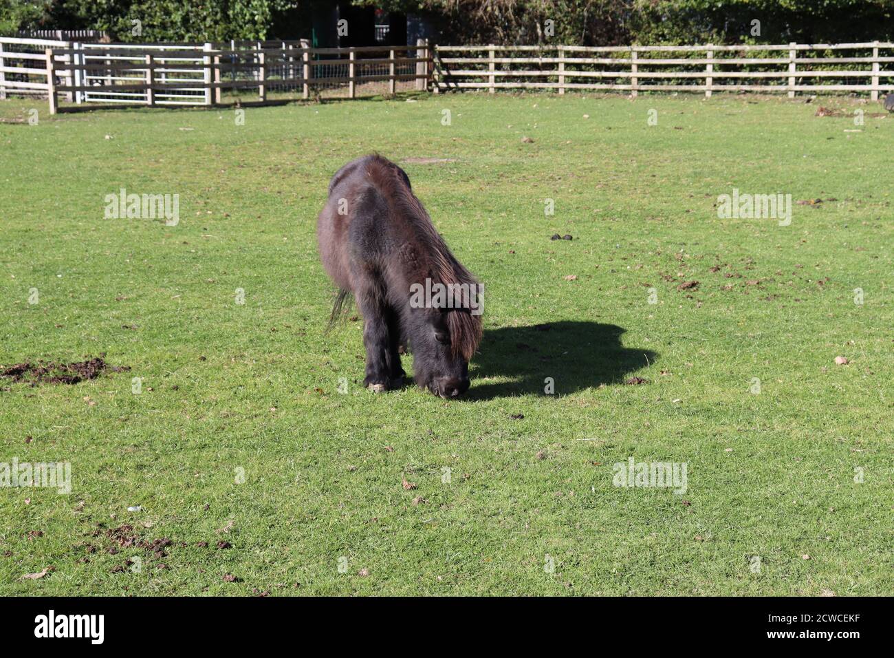 Poney de Shetland unique paissant sur l'herbe dans le champ. Une journée en famille. Banque D'Images