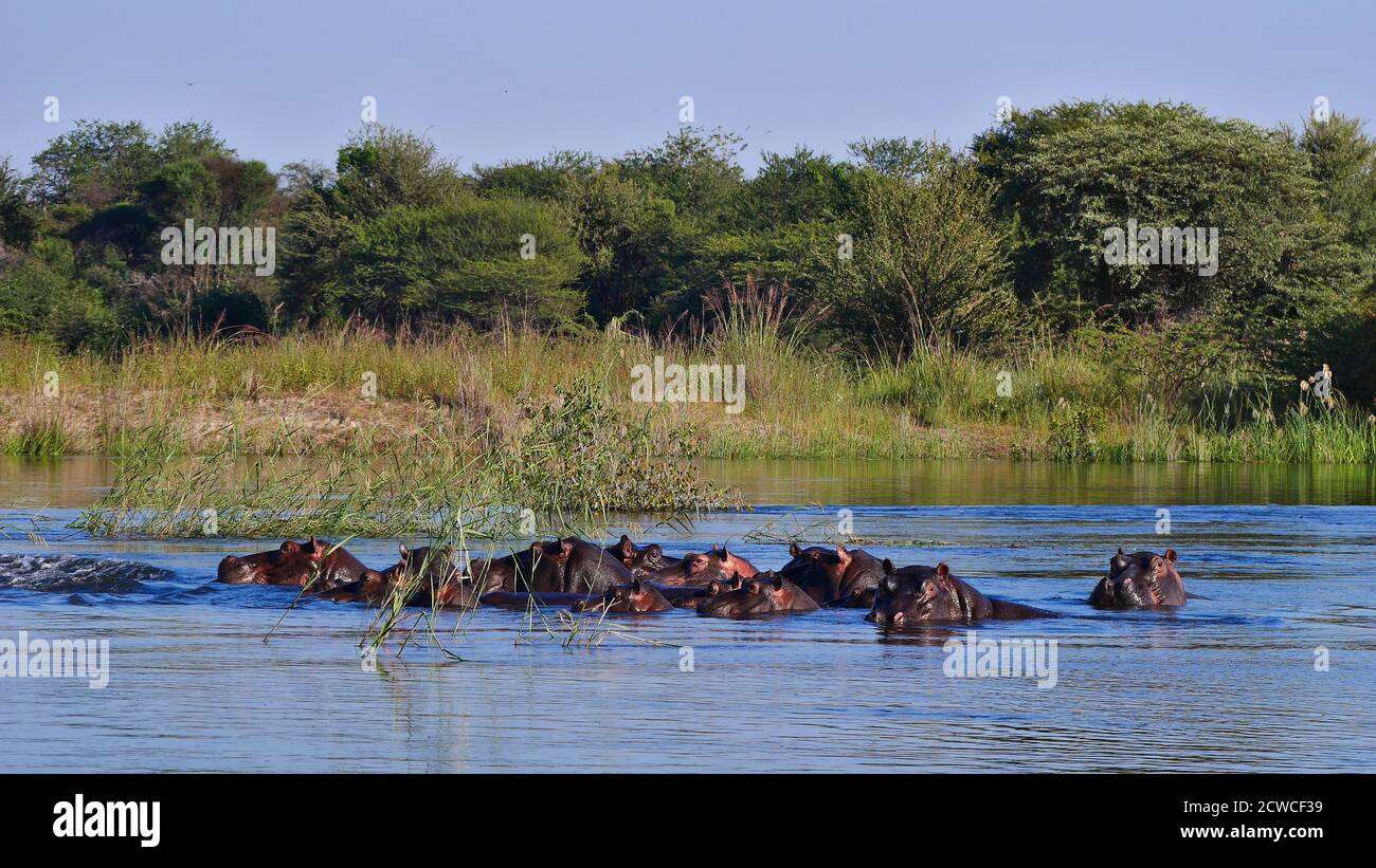 Groupe d'hippopotames (hippopotame, hippopotame amphibius) en profitant de l'eau douce dans la rivière Okavango avec des terres de brousse en arrière-plan près de Divundu en Namibie. Banque D'Images