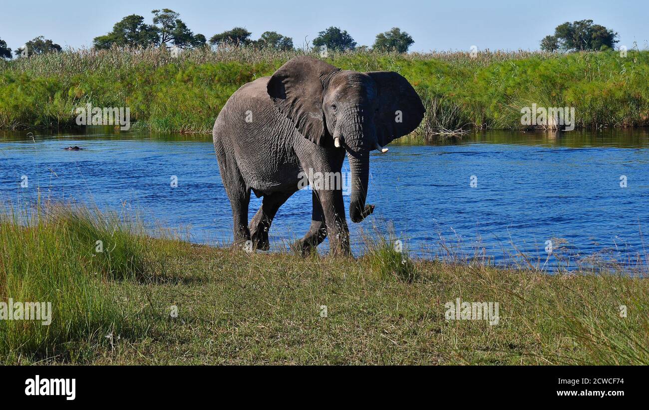 Curieux gros éléphant d'Afrique (loxodonta) marchant sur la rive de la rivière Kwando avec l'hippopotame et le Bush en arrière-plan dans le parc national de Bwabwata. Banque D'Images