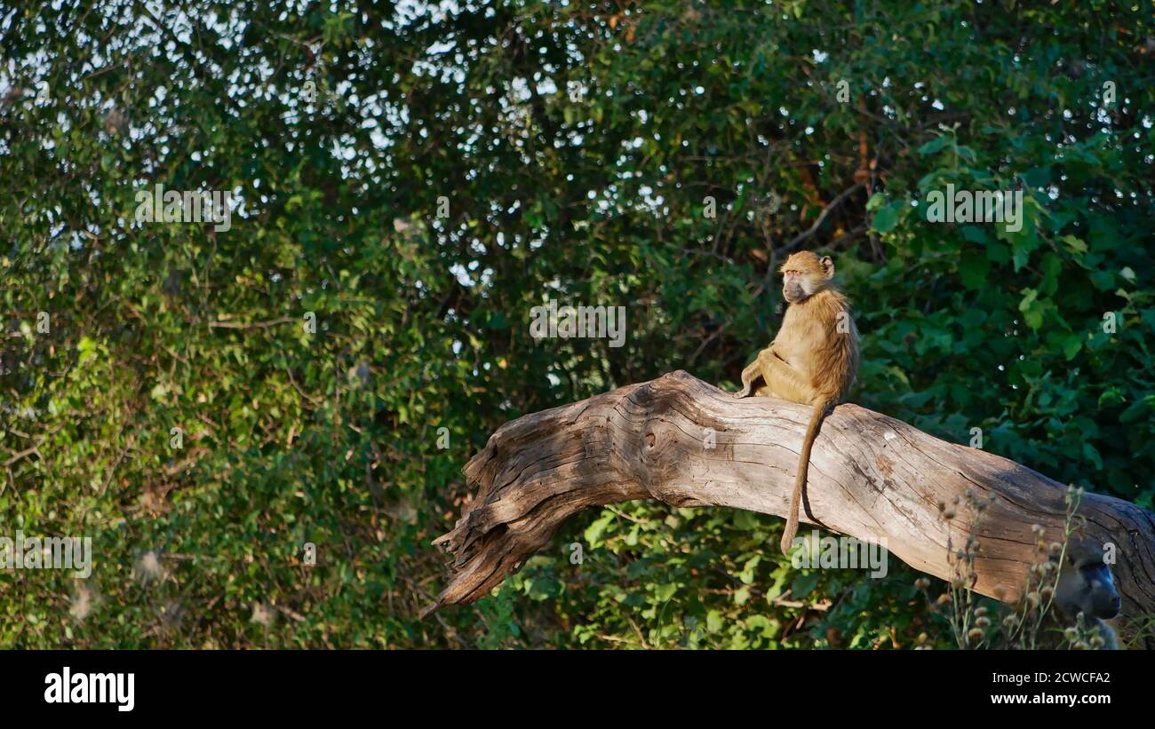 Adorable singe vervet rêveur (chlorocebus pygerythrus) assis sur la branche d'un arbre mort en profitant du soleil du soir dans le parc national de Bwabwata, Namibie. Banque D'Images
