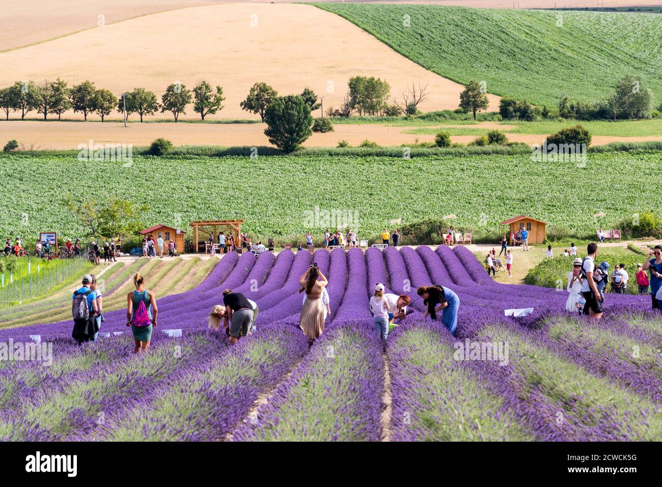 STAROVICKY, RÉPUBLIQUE TCHÈQUE - JUILLET 7 2020: Personnes prenant des photos devant un magnifique champ de lavande violette le 7 juillet 2020 à Starovicky, République Tchèque Banque D'Images