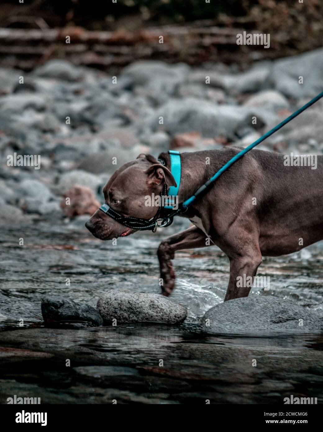 Chien Pitbull de 4 ans marchant dans la rivière sur une laisse bleu vif. Banque D'Images