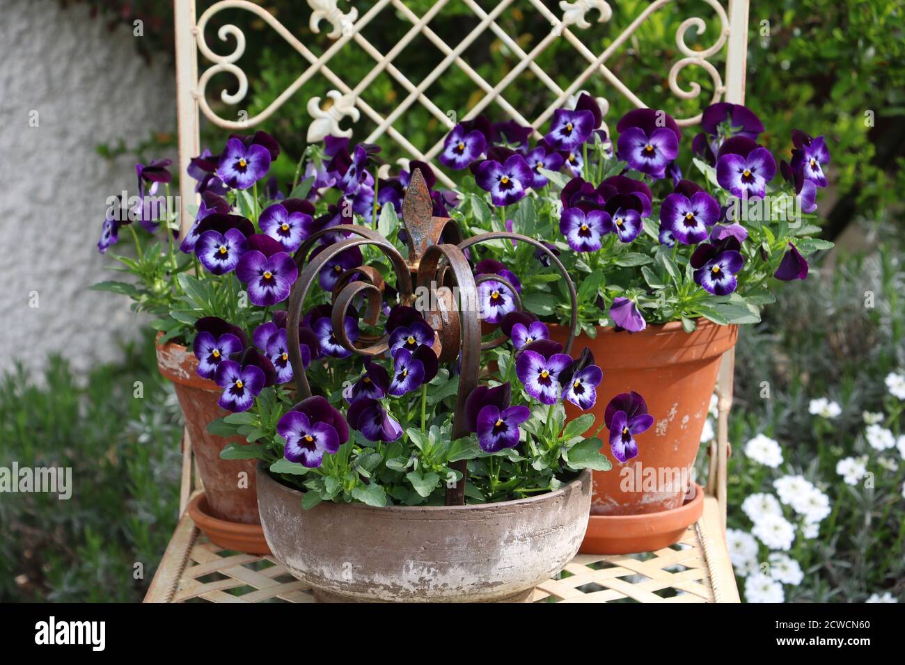 fleurs violettes dans des pots en terre cuite sur une chaise de jardin Banque D'Images