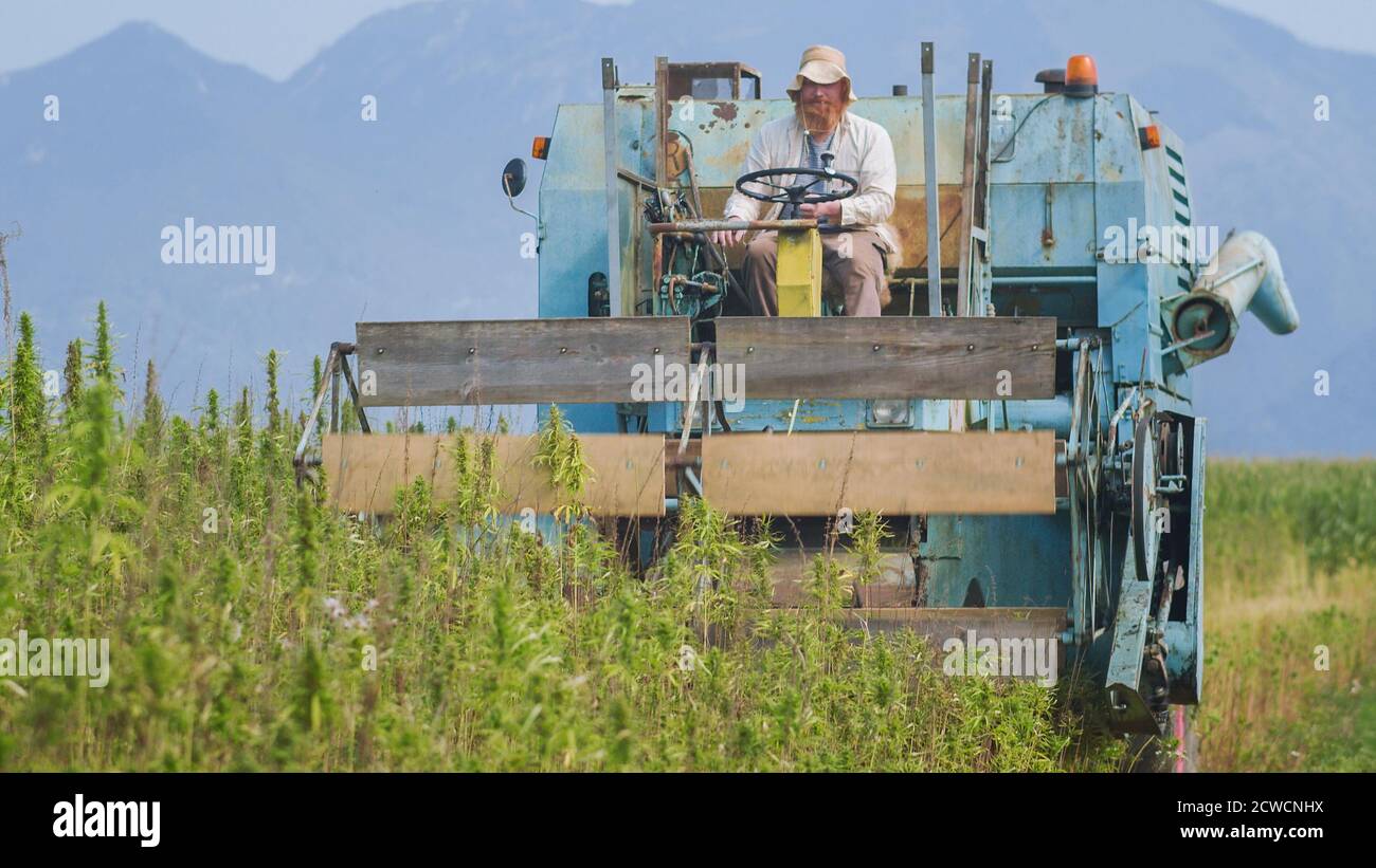 Agriculteur moissonnant du chanvre avec la moissonneuse-batteuse sur un champ à l'extérieur. Cannabis sativa plantes riches en CBD. Banque D'Images