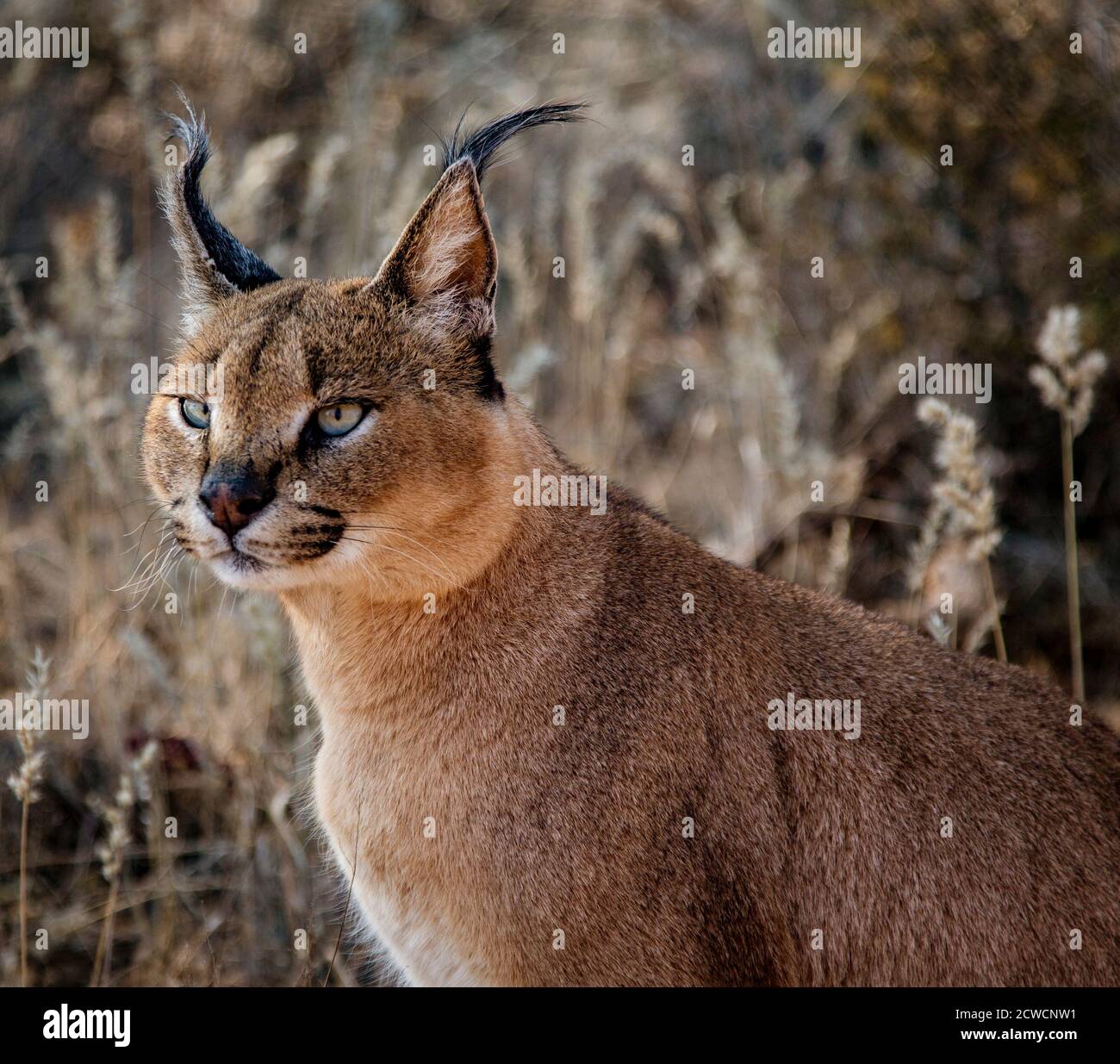 Caracal tdm son environnement pour l'alimentation Banque D'Images