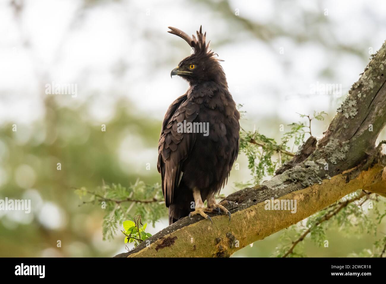 Aigle à aigle à aigrettes (Lopheetus occipitalis) perché dans un arbre au Kenya Banque D'Images