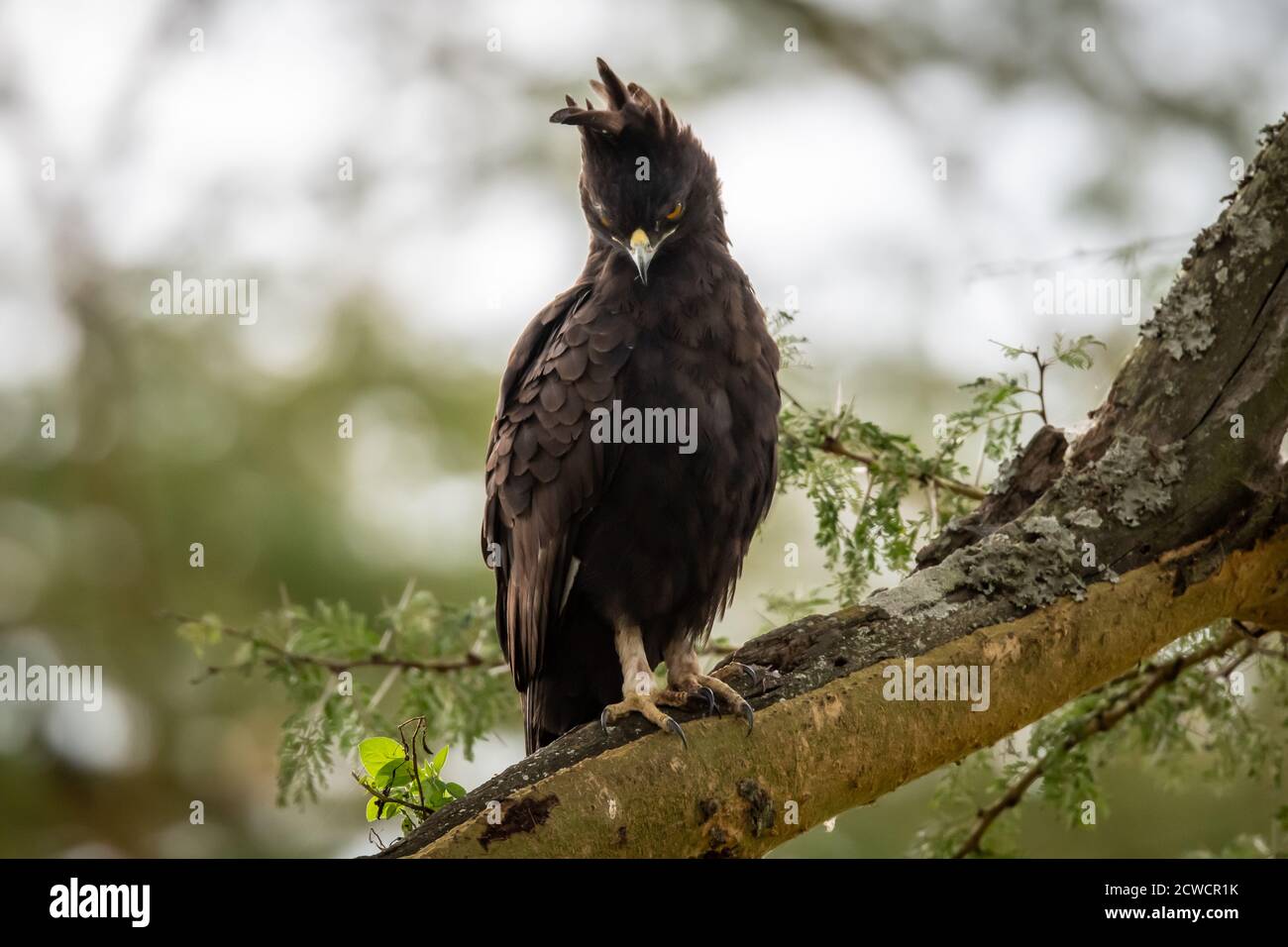 Aigle à aigle à aigrettes (Lopheetus occipitalis) perché dans un arbre au Kenya Banque D'Images