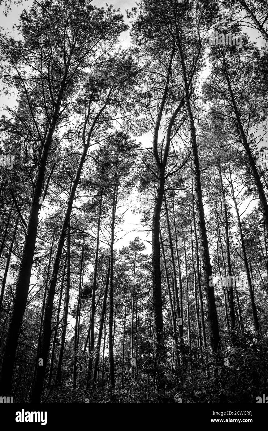 Sombre image noire et blanche de pins chez les jeunes forrest Banque D'Images