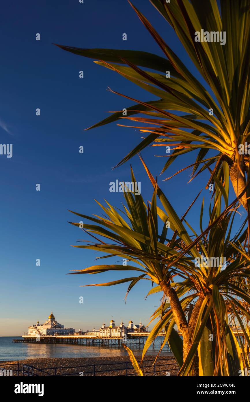 Angleterre, East Sussex, Eastbourne, Eastbourne Beach et Pier avec palmiers Banque D'Images