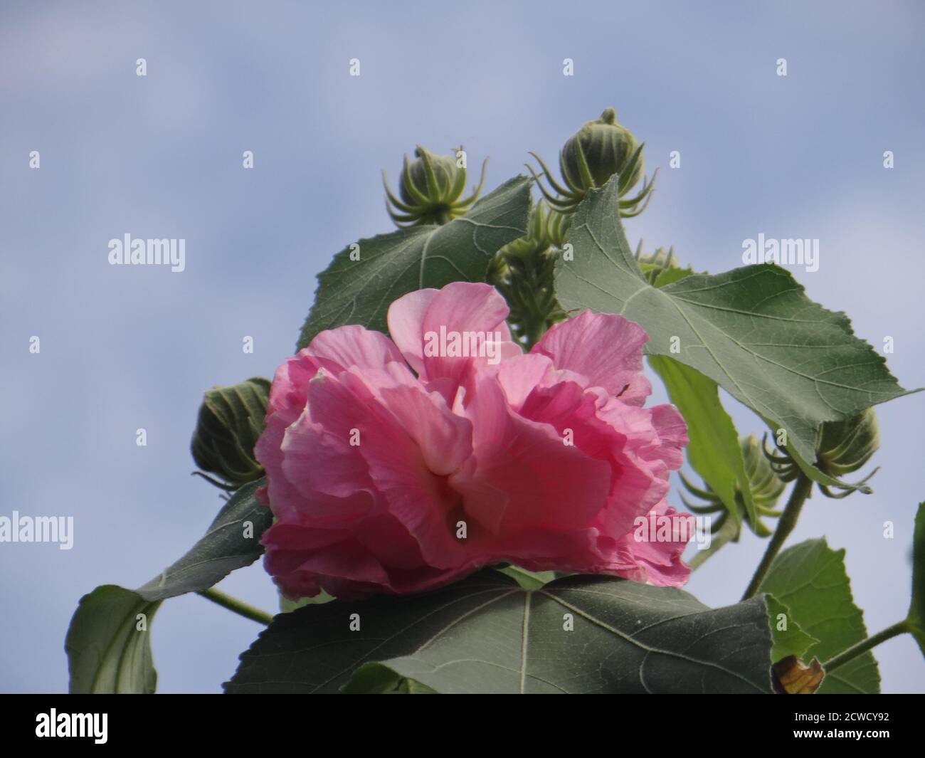 Photo basse d'une belle fleur d'hibiscus rose Banque D'Images