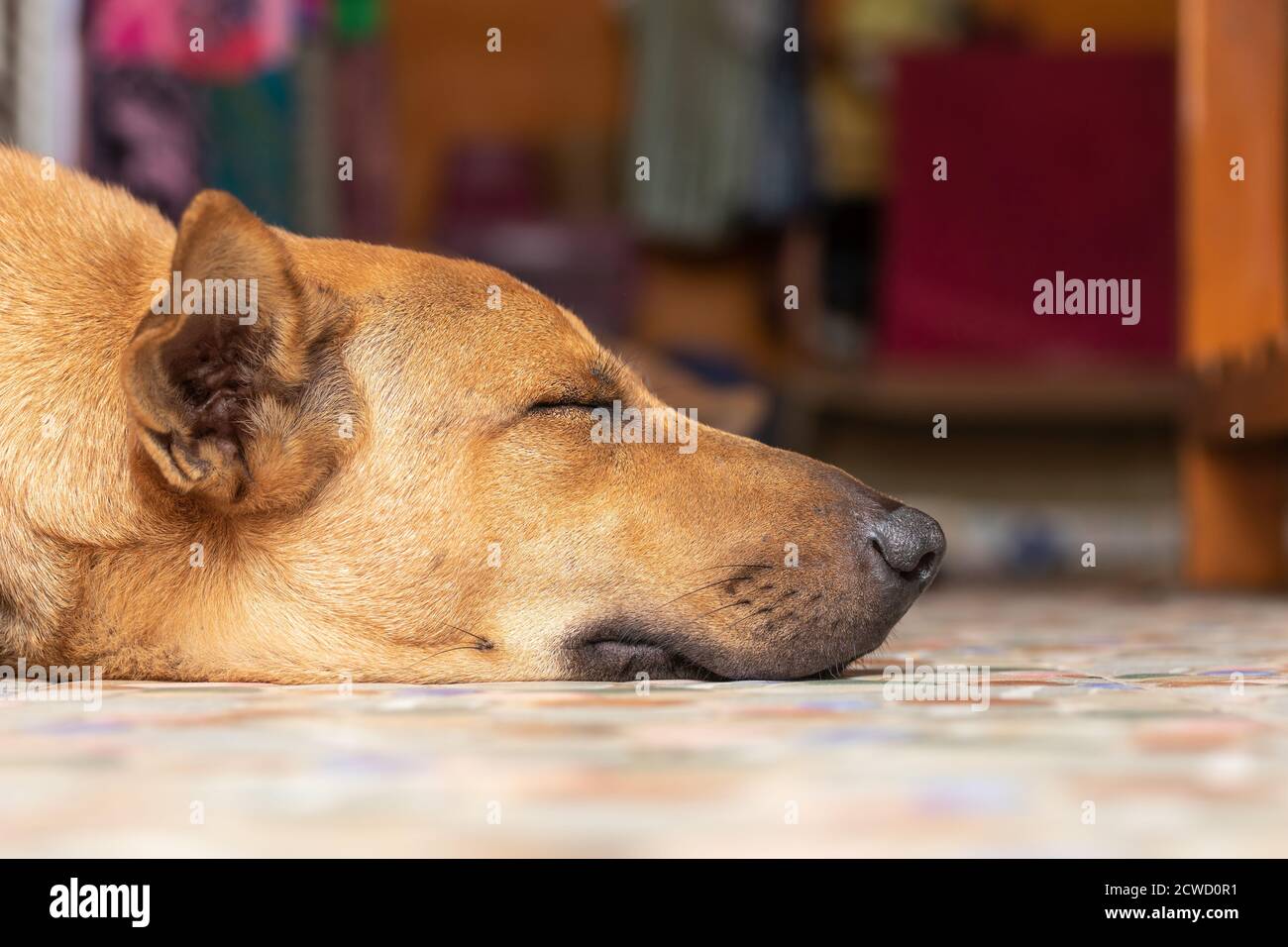 Grand chien marron dormant sur le sol. Concentrez-vous sur la tête du chien. Banque D'Images