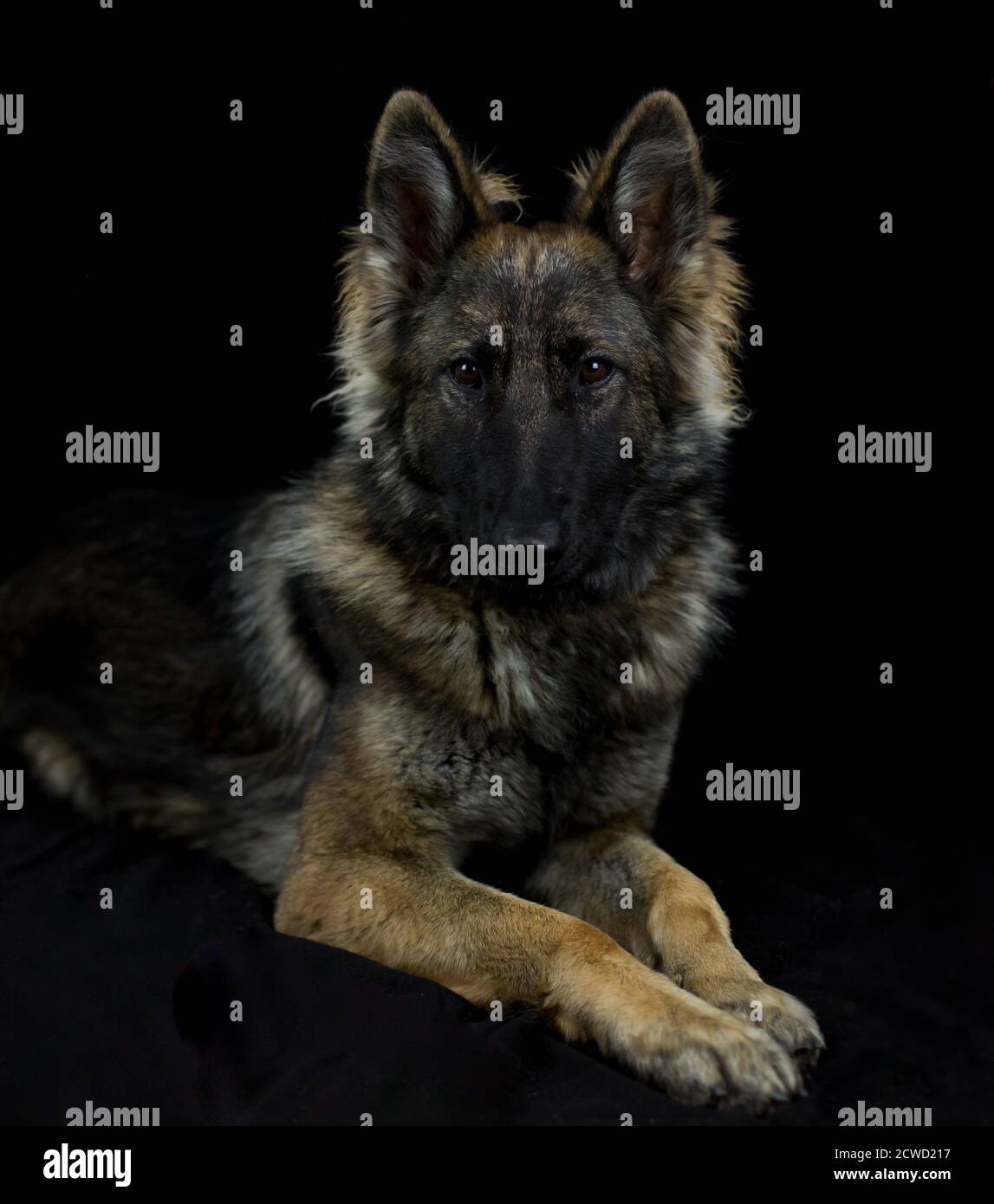 Chien de berger allemand à poil long (alsacien) - portrait de studio en noir arrière-plan Banque D'Images
