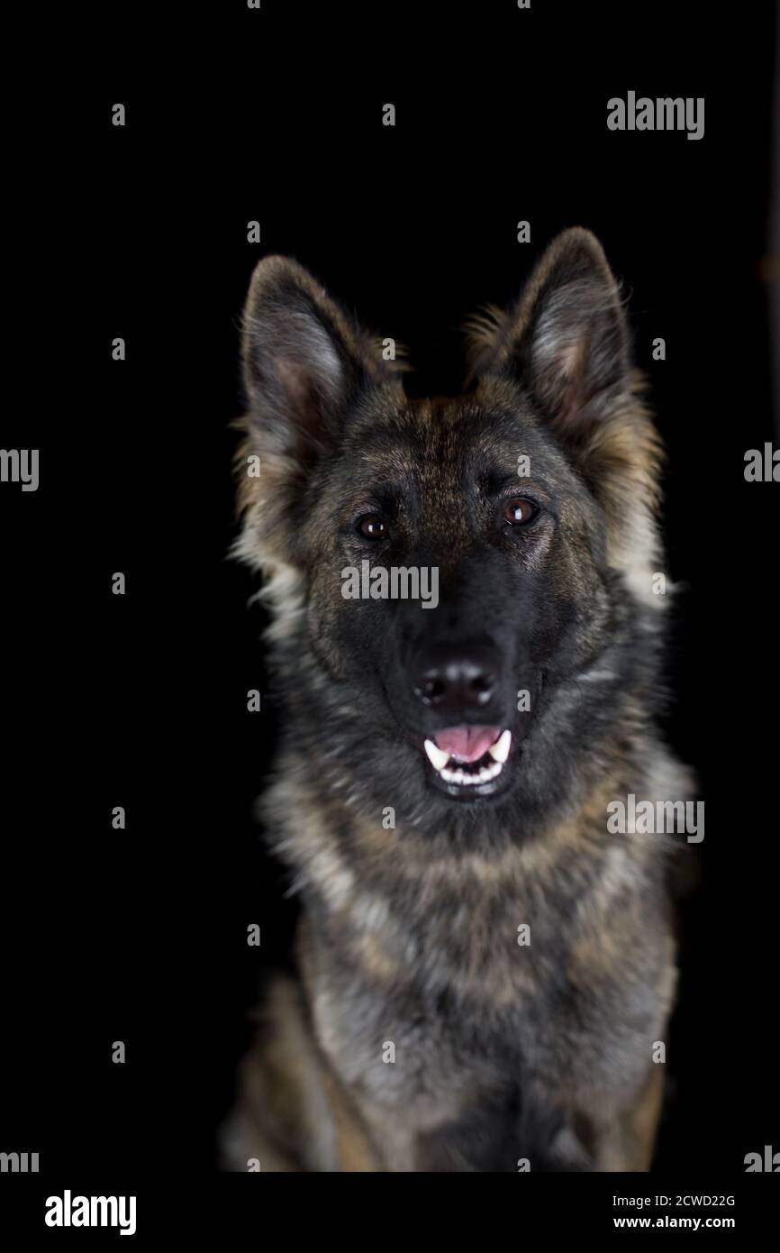 Chien de berger allemand à poil long (alsacien) - portrait de studio en noir arrière-plan Banque D'Images