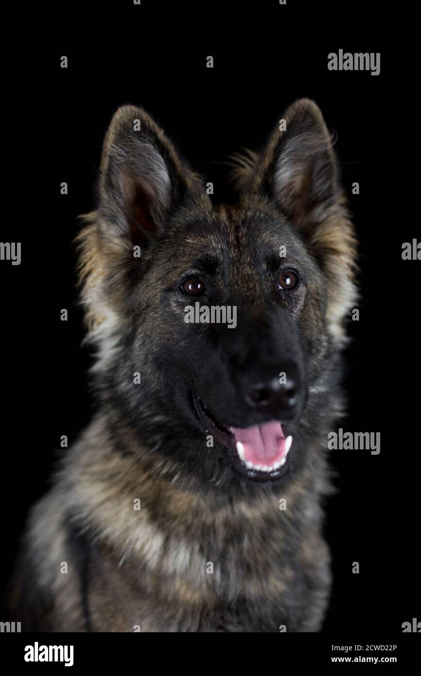 Chien de berger allemand à poil long (alsacien) - portrait de studio en noir arrière-plan Banque D'Images