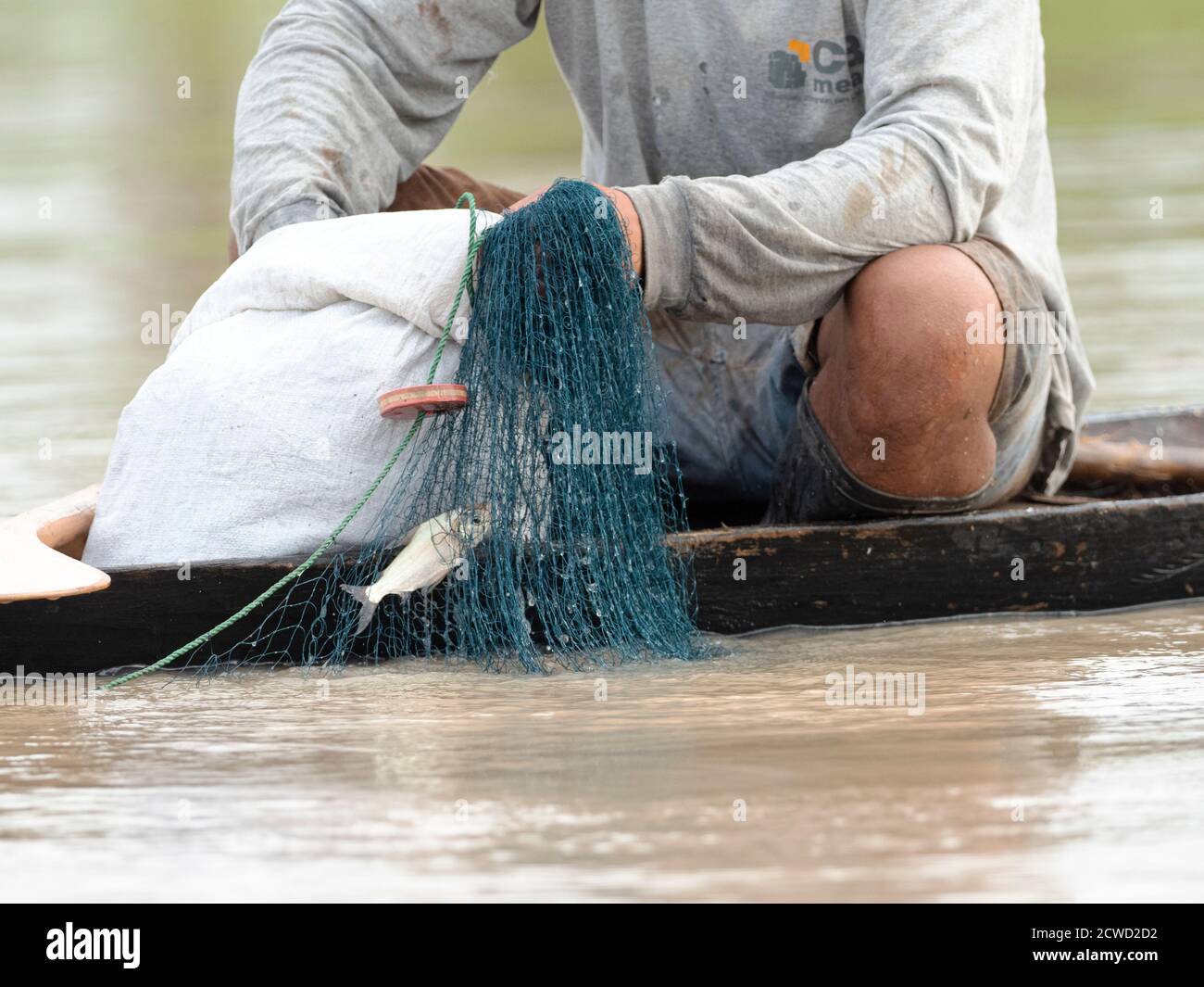 Pêcheur rassemblant de petits poissons par filet sur le lac Oxbow Atun Poza, Iquitos, Pérou. Banque D'Images