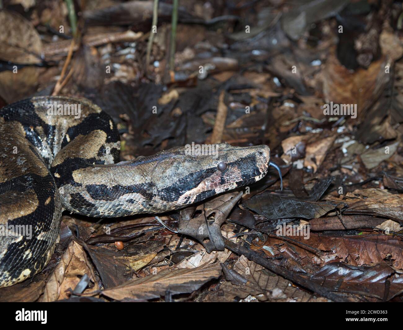 Un boa à queue rouge adulte, Boa constricteur, prêt à jeter sa peau sur la rivière Marañon, bassin de l'Amazone, Loreto, Pérou. Banque D'Images