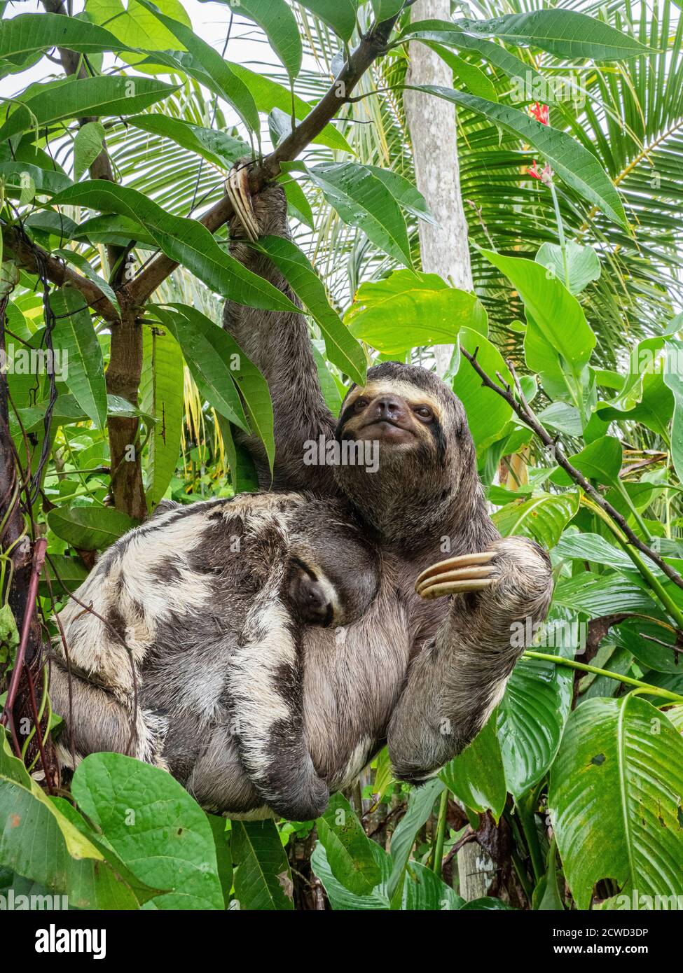 Mère et bébé de paresseux à gorge brune, Bradypus variegatus, San Francisco, bassin de l'Amazone, Loreto, Pérou. Banque D'Images