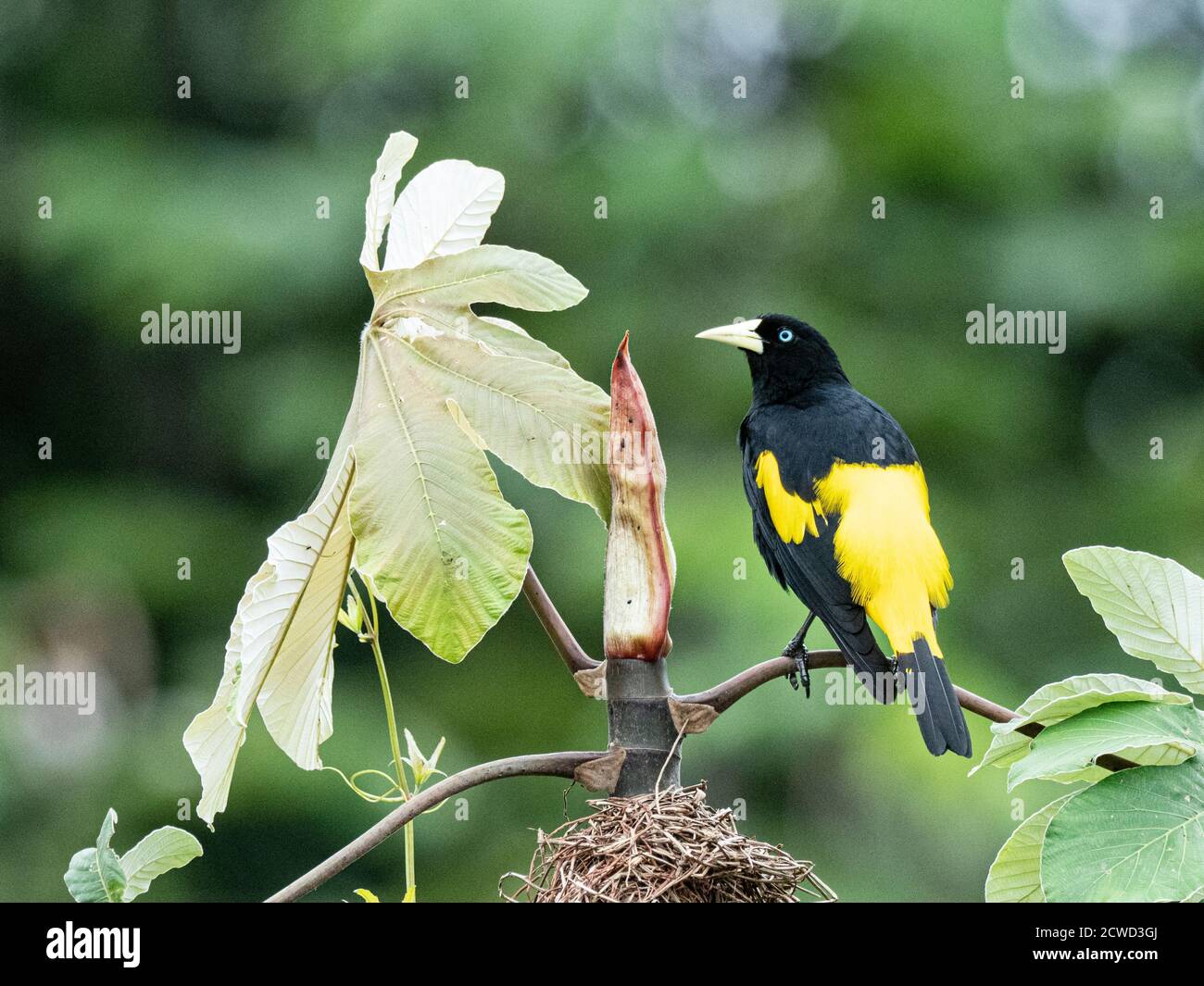 Cacique à rumissement jaune adulte, Cacicus cela, au site de nidification de Belluda Caño, bassin de l'Amazone, Loreto, Pérou. Banque D'Images