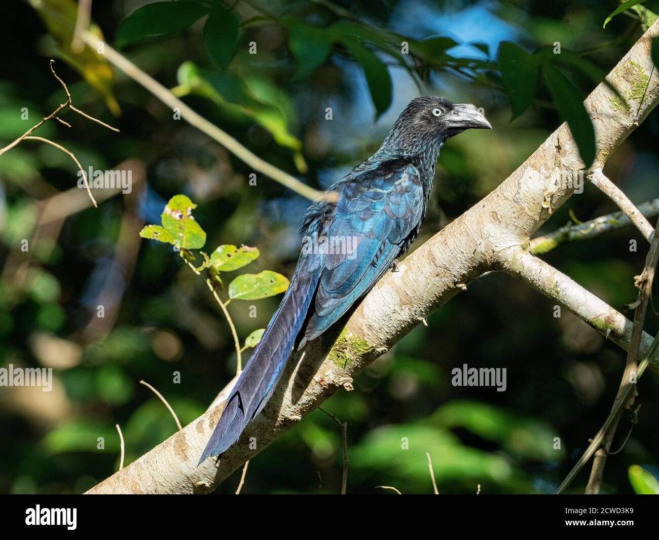 Un grand ani adulte, Crotophaga Major, Nauta Caño, bassin de l'Amazone, Loreto, Pérou. Banque D'Images