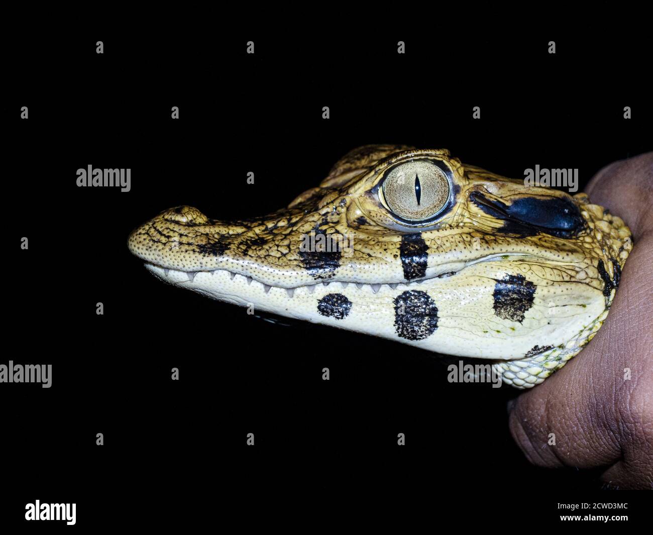 Un jeune caïman noir, Caiman niger, la nuit sur Rio El Dorado, fleuve Ucayali, bassin de l'Amazone, Loreto, Pérou. Banque D'Images