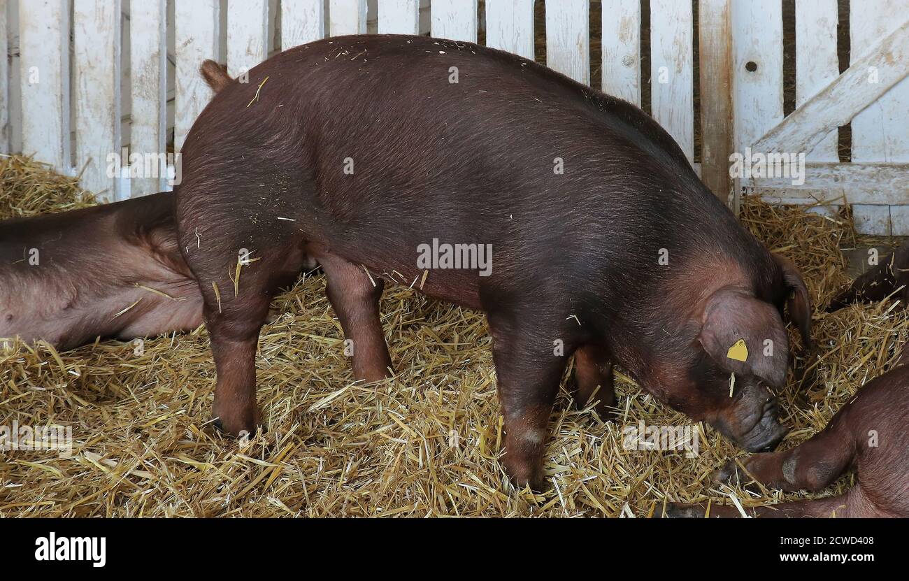 Cochon domestique noir sur le foin à l'intérieur de l'enceinte de ferme  Photo Stock - Alamy