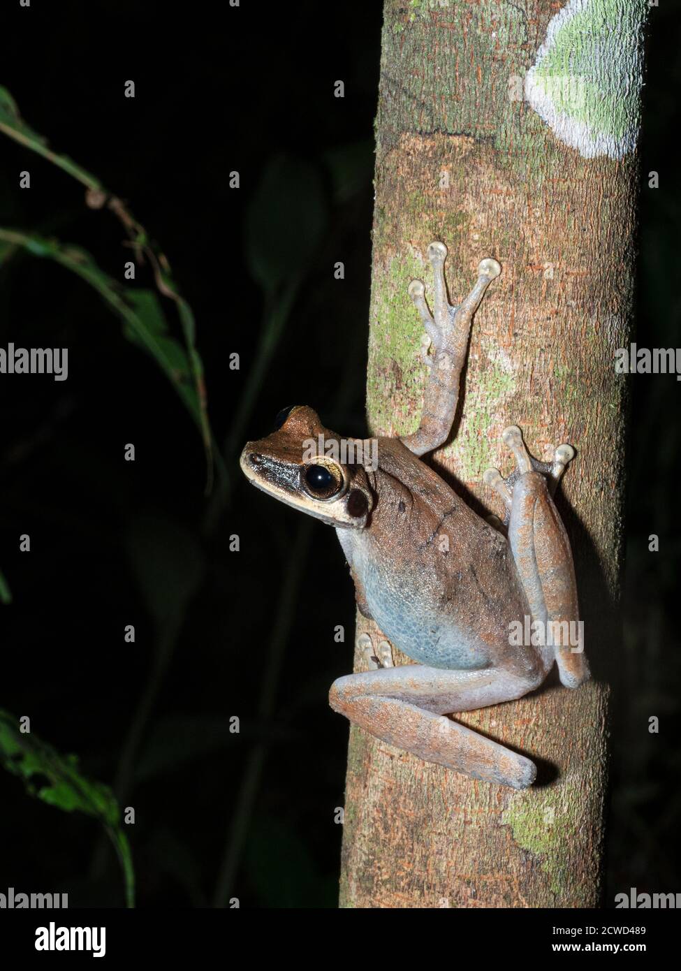 Une grenouille d'arbre chaco adulte, Hyla raniceps, sur Nauta Caño la nuit, près de l'Amazone, au Pérou. Banque D'Images
