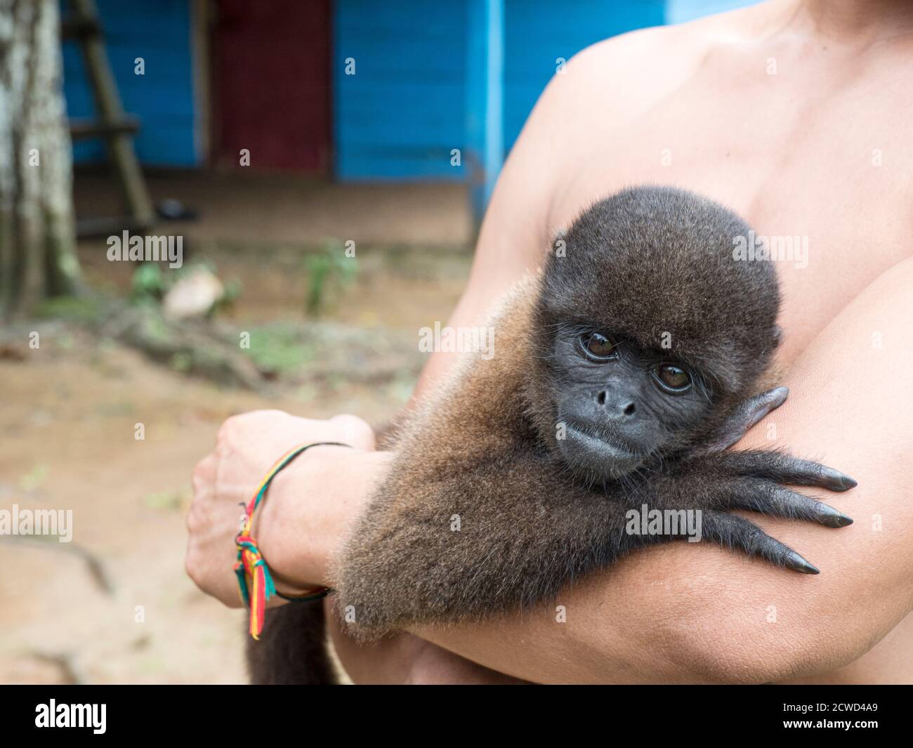 Un homme avec un singe laineux commun captif, Lagothrix lagothricha, dans le village de San Francisco, Nauta, Pérou. Banque D'Images