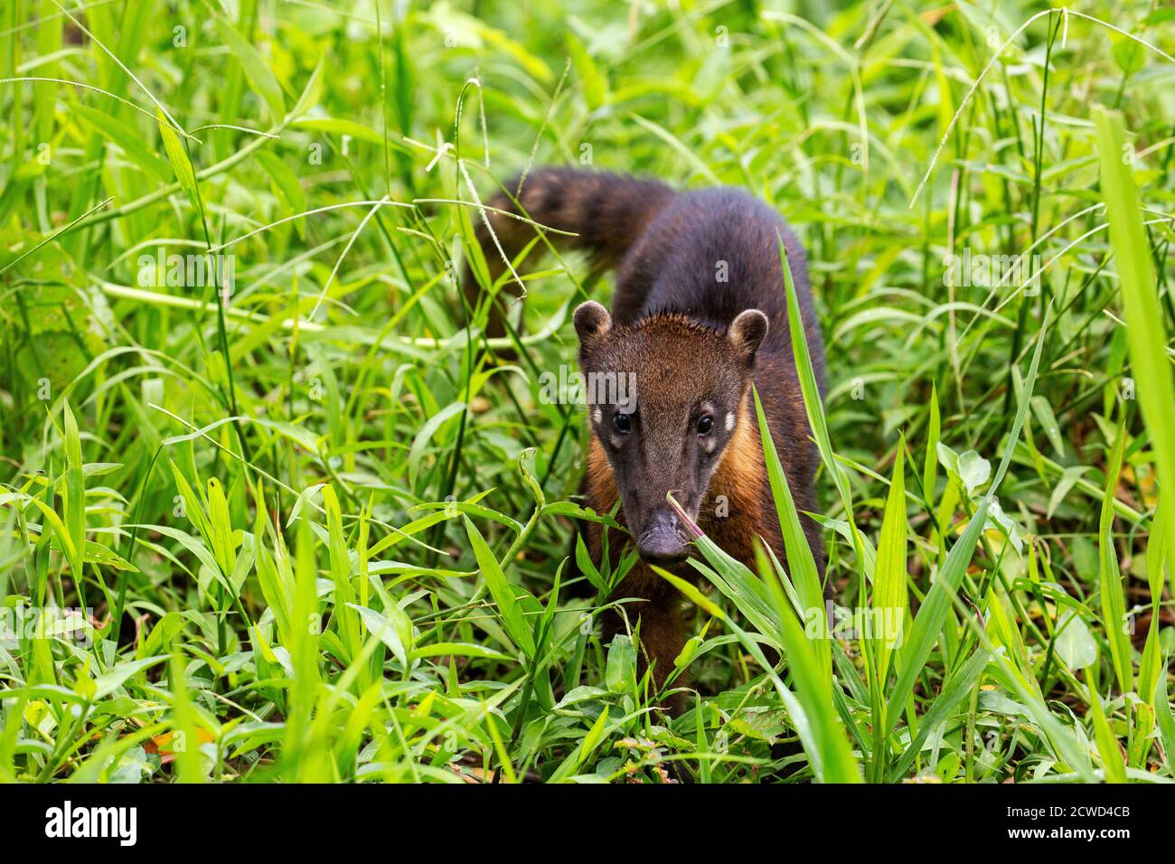 Jeunes Coati sud-américains, Nasua nasua, Sulay Caño, Río Ucayali, Loreto, Pérou. Banque D'Images