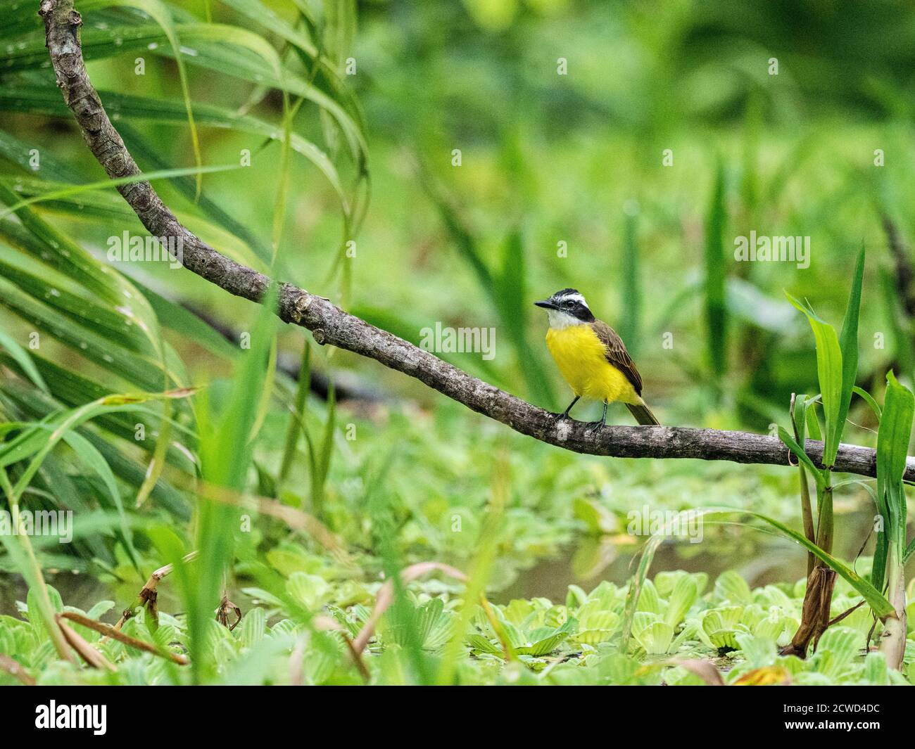 Petit kiskadee adulte, Pitangus lictor, Pahuachiro Caño, bassin de l'Amazone, Loreto, Pérou. Banque D'Images
