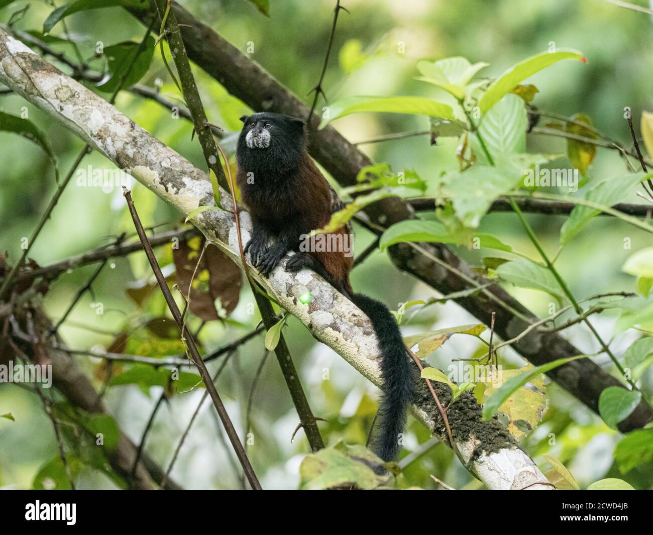 Un Saddleback adulte Tamarin, Saguinus fuscicollis, sur Belluda Caño, bassin de l'Amazone, Loreto, Pérou. Banque D'Images