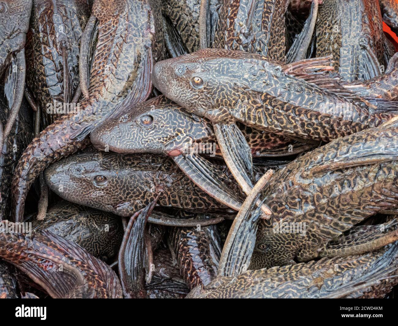 Les prises de jours de divers poissons dans le village de San Francisco, bassin de l'Amazone, Pérou. Banque D'Images