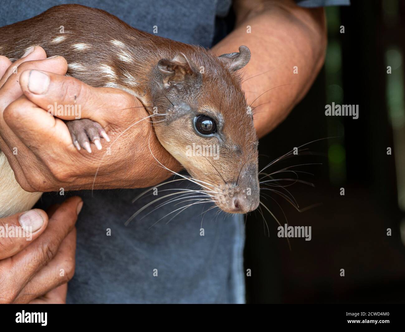 Animal de compagnie familial, an agouti, Dasyprotta spp., dans le village de San Francisco, bassin de l'Amazone, Pérou. Banque D'Images