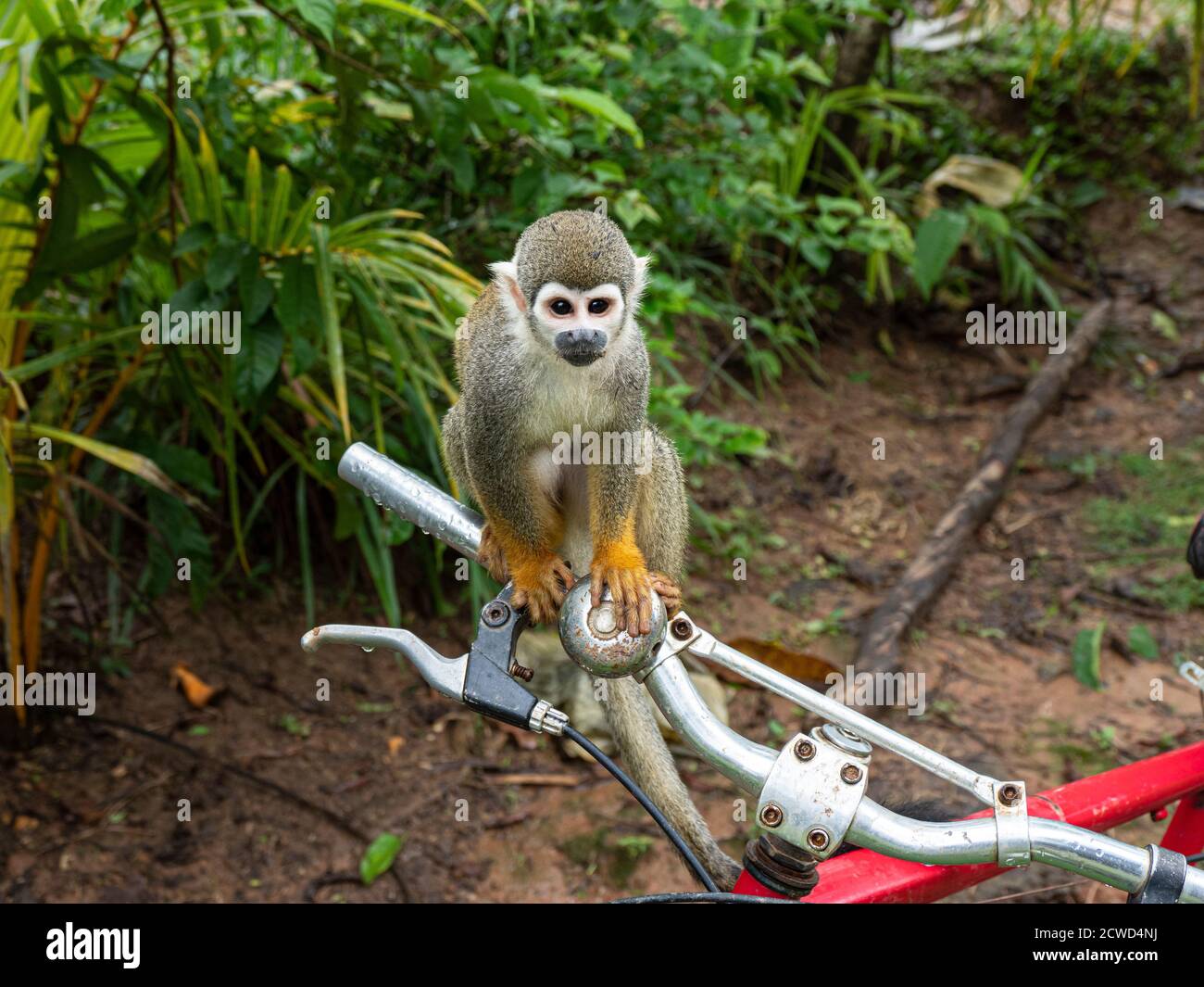 Singe écureuil commun adulte, Saimiri sciurus, sur un vélo dans le village de San Francisco, bassin de l'Amazone, Loreto, Pérou. Banque D'Images