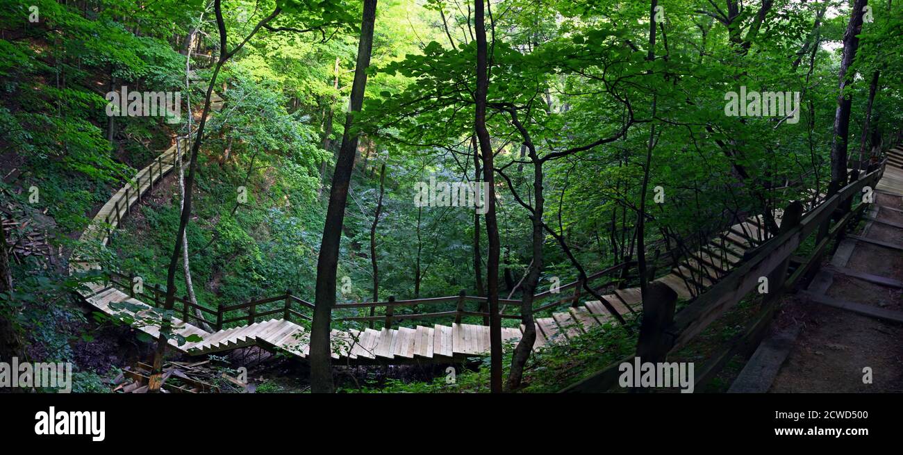 Les courbes à travers un sentier de la nature des bois. La lumière du soleil dans les ruisseaux de l'auvent pour un éclairage contrasté. Banque D'Images