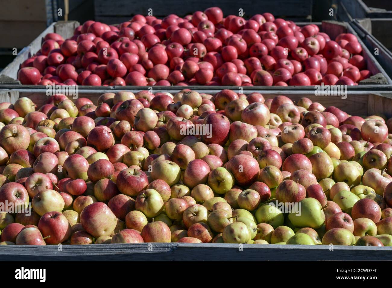 Des tas de pommes de culture biologique triées par variété dans de grandes boîtes industrielles dans une usine de cidre après la récolte, concentration choisie, profondeur de champ étroite Banque D'Images