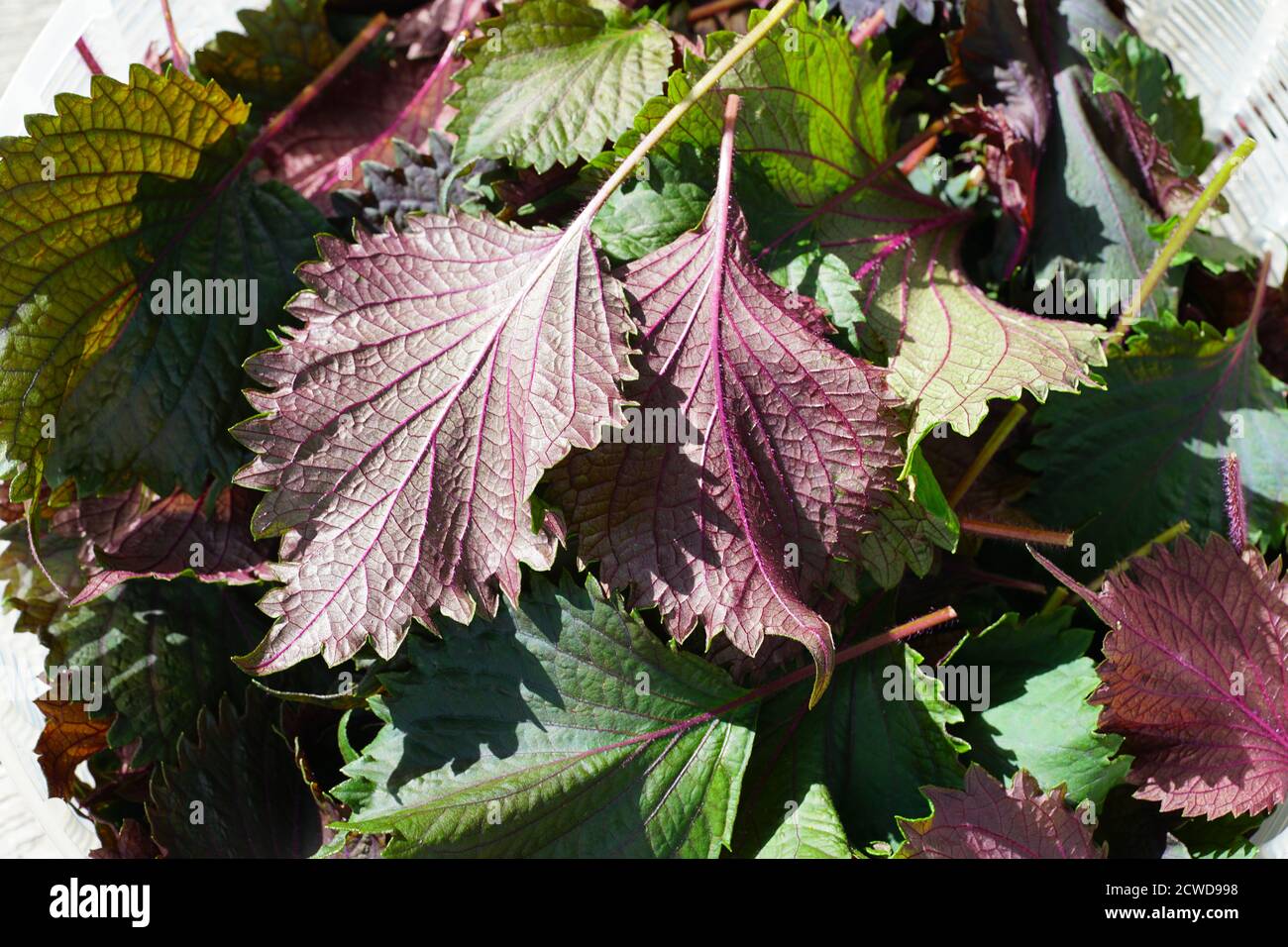 Feuilles fraîches d'herbes de périlla shiso pourpre dans une salade disque  Photo Stock - Alamy