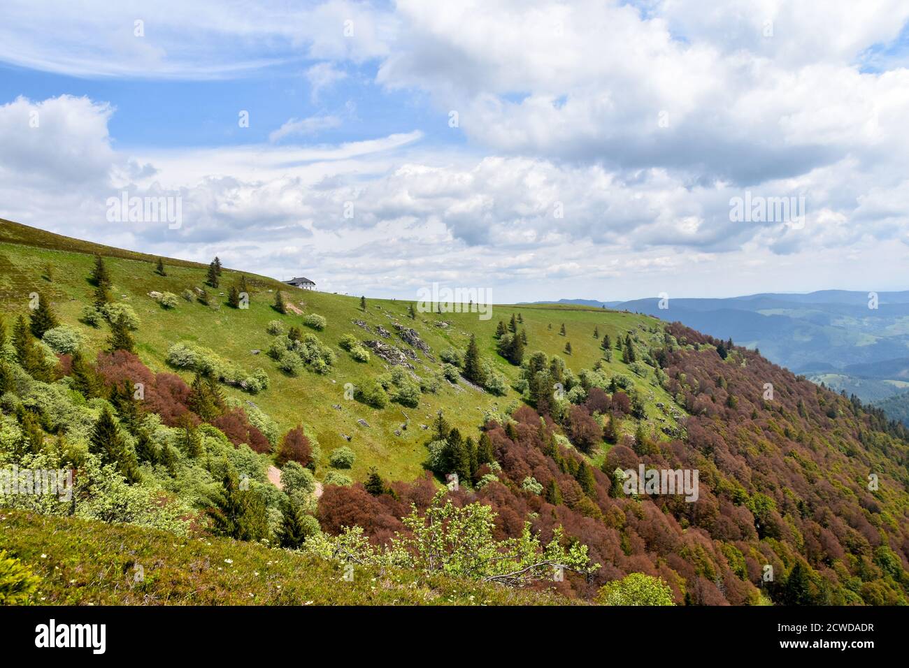 Paysage de la forêt noire de Belchen. Banque D'Images