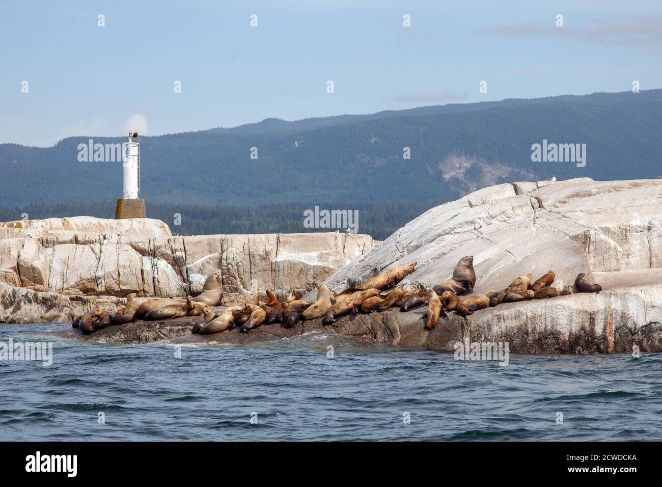Un grand groupe de lions de mer de Californie se faisant bronzer sur un rock au large de la côte de la Colombie-Britannique Banque D'Images