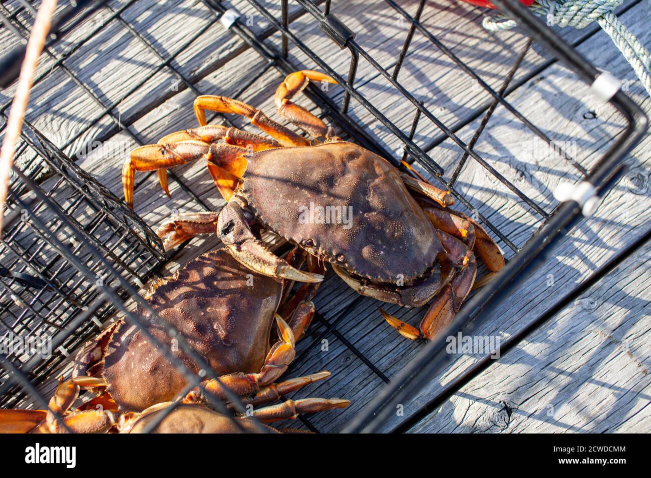 Regarder vers le bas la carapace d'un crabe mâle Dungeness dans un piège à crabe sur un quai à Sechelt, en Colombie-Britannique Banque D'Images