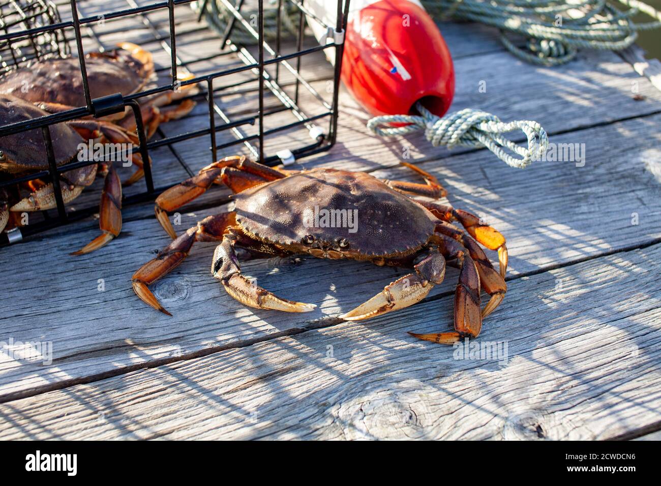 Un gros plan d'un crabe mâle Dungeness dans le quai avec un piège à crabe en arrière-plan, pris en Colombie-Britannique, Canada Banque D'Images