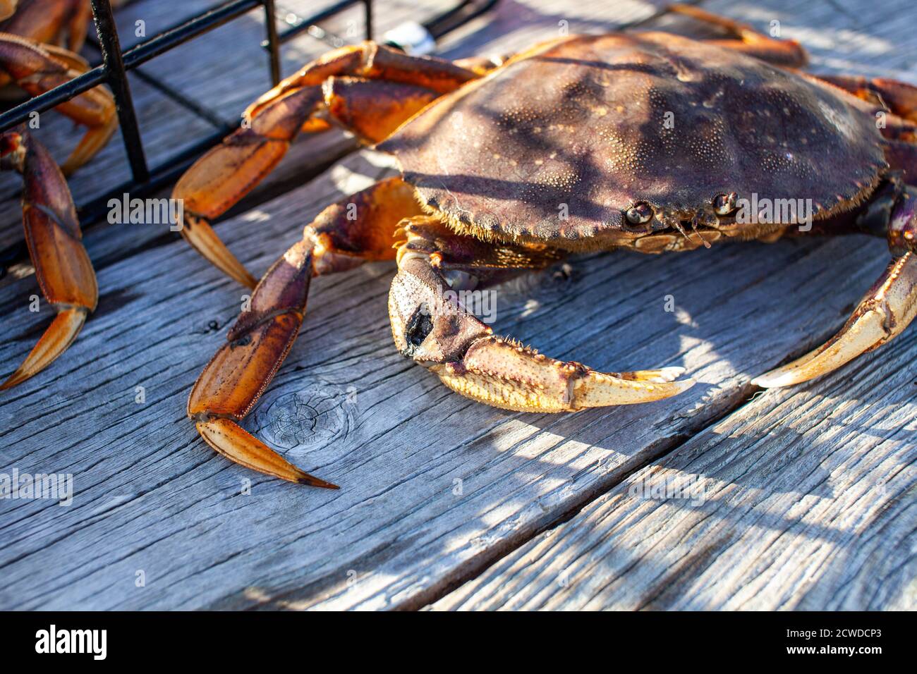 Gros plan des dommages causés à la griffe d'un crabe dormeur en Colombie-Britannique. Les crabes vont entrer dans les combats et se reformer avec des blessures sur leur corps, qui wi Banque D'Images