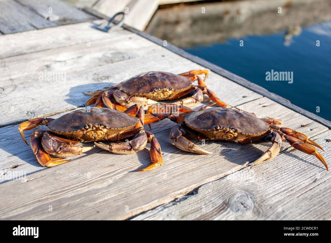 Trois crabes dormeur entassés sur le côté d'un quai Sur la Sunshine Coast de la Colombie-Britannique Banque D'Images