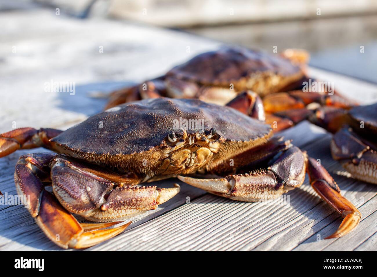 Un gros plan d'un crabe mâle Dungeness sur un quai, avec d'autres crabes en arrière-plan. Banque D'Images