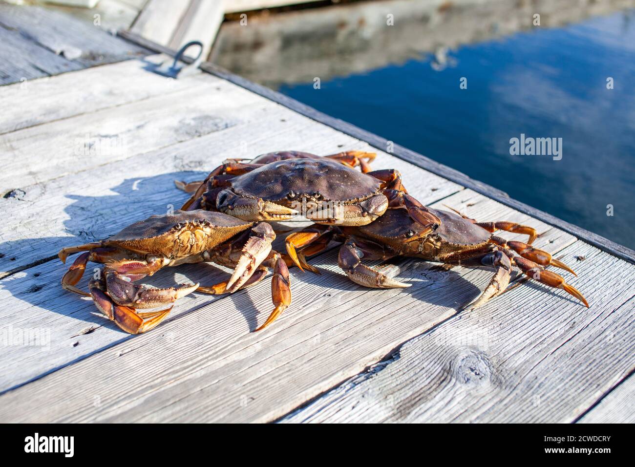 Trois crabes mâles Dungeness assis sur un quai de la Sunshine Coast, en Colombie-Britannique Banque D'Images