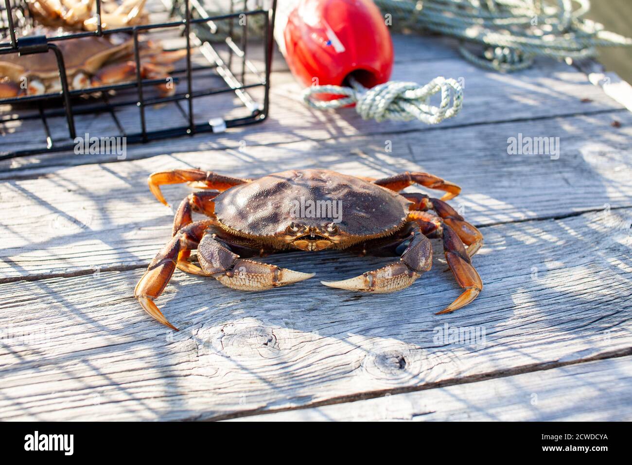 Un crabe mâle Dungenes assis sur le quai avec un piège à crabe derrière lui. Ce crabe a été tiré de la Sunshine Coast en Colombie-Britannique. Banque D'Images